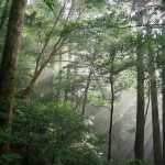 光差し込むヤクスギランドの森