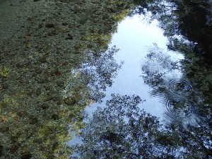 澄んだ淀川の川面。あまりに水がきれいで、水底と、水面に映りこんだ森と空が見えます。