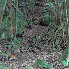 屋久島西部照葉樹林ガジュマルヤクシカ""