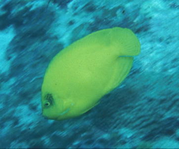 キンチャクダイ類 １３種 成体 タテジマキンチャクダイ 幼魚 成体 サザナミヤッコ 幼魚 オス トサヤッコ メス オス タテジマヤッコ メス ヘラルドコガネヤッコ シテンヤッコ ヤイトヤッコ ニシキヤッコ ナメラヤッコ ソメワケヤッコ スミレヤッコ