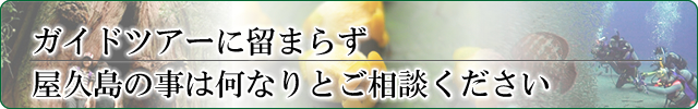 ガイドツアーに留まらず屋久島の事は何なりとご相談ください