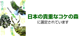 日本の貴重なコケの森に選定されています